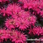 Berry Taffy Bee Balm