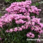 Electric Neon Coral Bee Balm