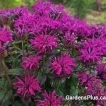 Bee Balm/Monarda