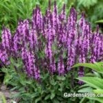 Salvia nemorosa Pink Profusion