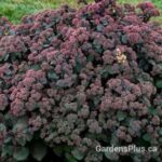Sedum Spellbound
