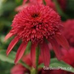 Echinacea Double Scoop Cranberry