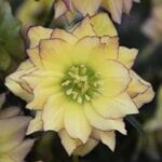 Lenten Rose/Hellebores