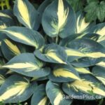 Hosta High Society