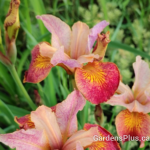 Siberian Iris Paprikash