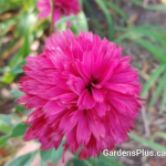 Lovely Lolly Coneflower