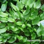 Hosta Bridegroom