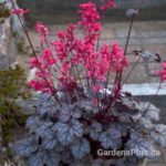 Heuchera Timeless Treasure