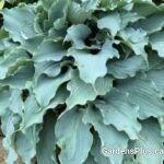 Dancing with Dragons Hosta