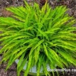 Hosta Party Streamers