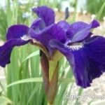 Shirley Pope Siberian Iris