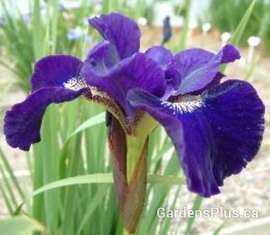 Shirley Pope Siberian Iris