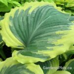 Hosta Drop Dead Gorgeous