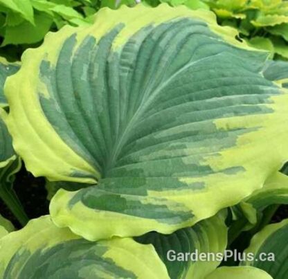 Hosta Drop Dead Gorgeous