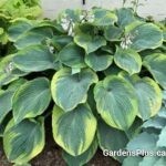 Terms of Endearment Hosta