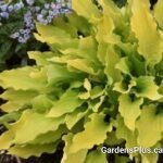 Hosta Time in a Bottle