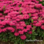 Beebalm Leading Lady Razzberry