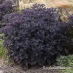 Sedum Back in Black