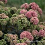 Sedum Coral Jade