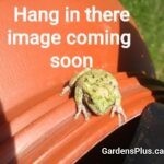 frog-website