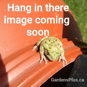frog-website