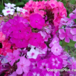 Phlox unknown