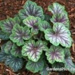 Green Spice Coral Bells