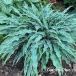 Silly String Hosta