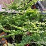 Maiden Hair Fern