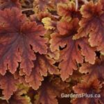 Heucherella Copper King