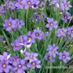 Blue Eyed Grass