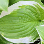Shade fanfare Hosta