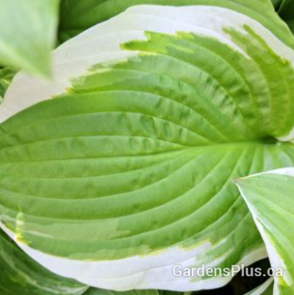 Shade fanfare Hosta