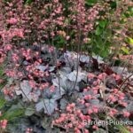 heuchera smoke and mirrors