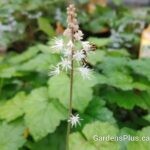 Tiarella