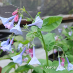 virginia blue bells