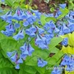 Virginia Bluebells native