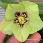 Hellebore Irish Luck
