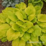 Hosta Seasons in the Sun