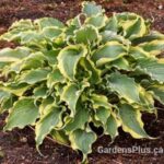 Hosta Voices in the Wind
