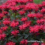 Monarda Red Velvet