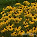 Rudbeckia American Gold Rush