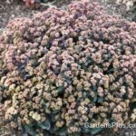 Sedum Tiramisu