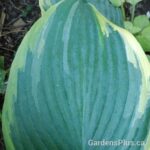 Megans Angel Hosta