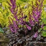 Astilbe Dark Side of the Moon