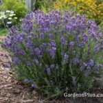 Lavandula angustifolia Hidcote