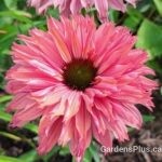 sunseekers rainbow-coneflower