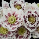 Helleborus Confetti Cake