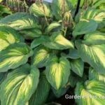 When I Dream Hosta