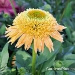 Butter Pecan Coneflower